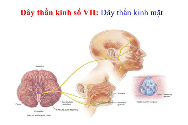 Thông thường nguyên nhân gây co giật cơ mặt là do sự chèn ép dây thần kinh VII