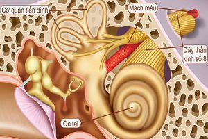 Tìm Hiểu Viêm Dây Thần Kinh Số 8 Cùng Bác Sĩ Cao Đẳng Dược Tphcm