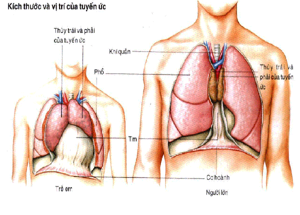 Tuyến ức, một cơ quan nhỏ nằm ở phần ngực phía trên, dưới xương ức