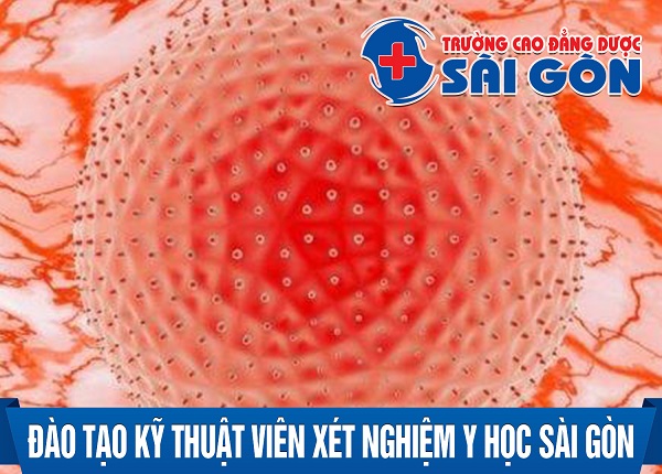 Đào tạo Kỹ thuật viên Xét nghiệm y học Sài Gòn uy tín