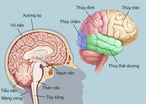U tế bào thần kinh đệm là loại u thường gặp nhất trong các loại u não nguyên phát