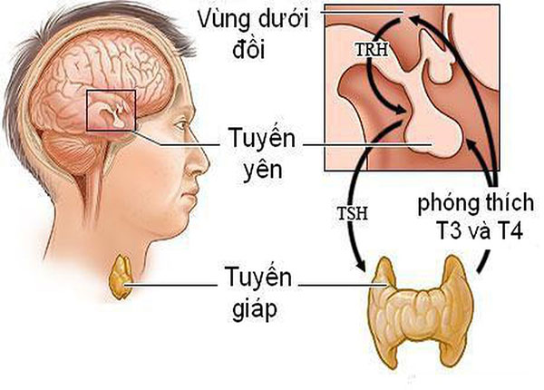 Hormon tuyến giáp tham gia vào nhiều quá trình chuyển hóa trong cơ thể