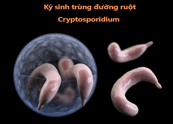 ký sinh trùng cryptosporidium